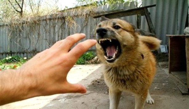 Foto - Saldırgan köpeklere karşı yapılması gerekenler