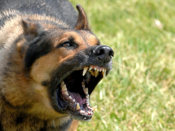 Saldırgan köpeklere karşı yapılması gerekenler