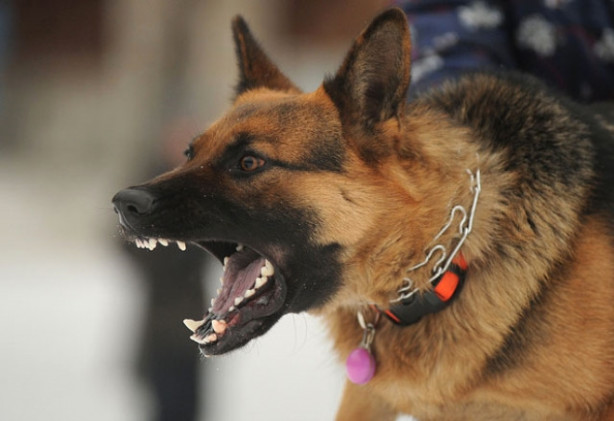 Foto - Saldırgan köpeklere karşı yapılması gerekenler
