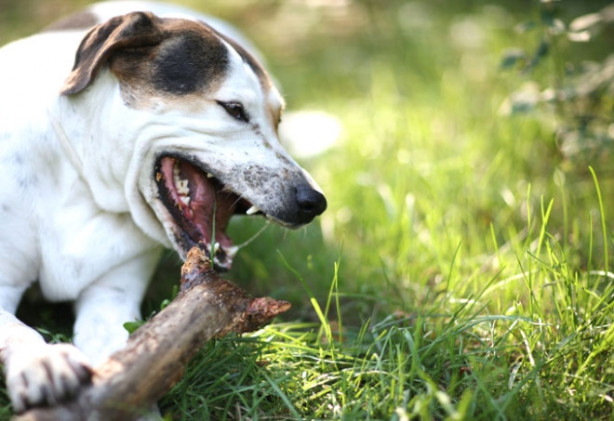Foto - Saldırgan köpeklere karşı yapılması gerekenler