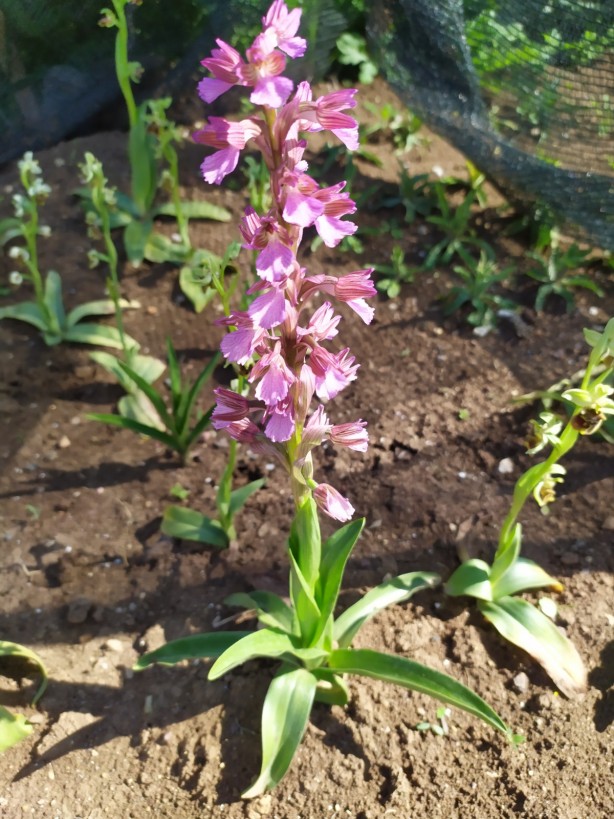 Foto - Salep sevenler dikkat! Cezası 110 bin lira