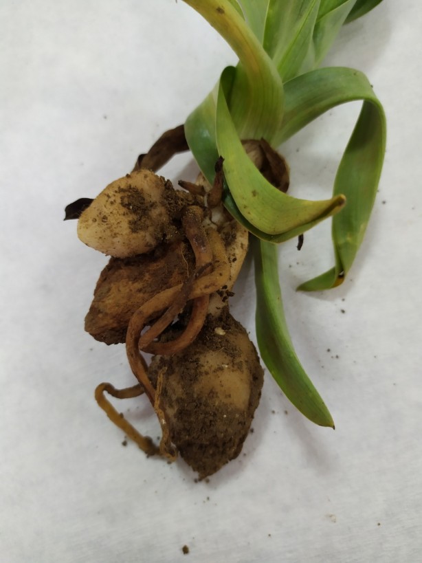 Foto - Salep sevenler dikkat! Cezası 110 bin lira