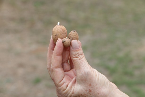 Foto - Salep sevenler dikkat! Cezası 110 bin lira