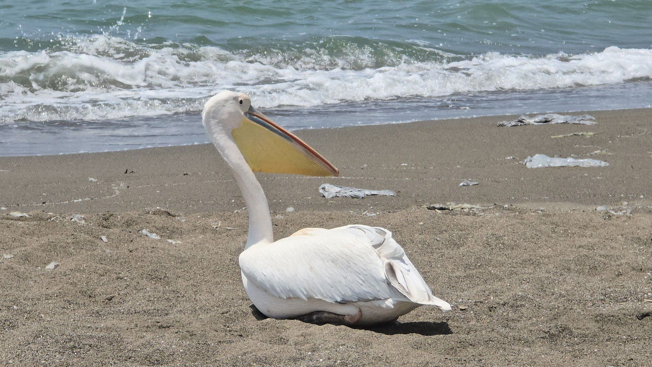 Foto - Samandağ’da yalnız ak pelikan görüldü! Göç rotasını şaşırdı