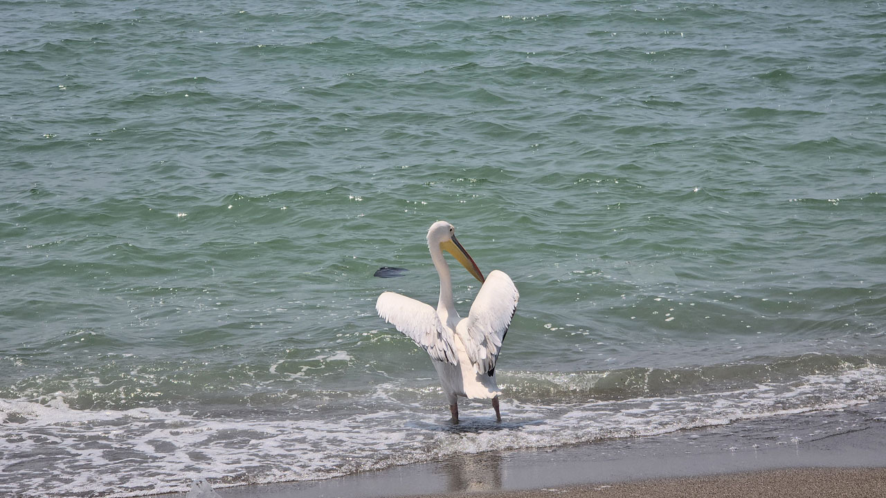 Samandağ’da yalnız ak pelikan görüldü! Göç rotasını şaşırdı