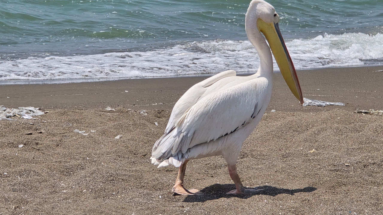 Foto - Samandağ’da yalnız ak pelikan görüldü! Göç rotasını şaşırdı
