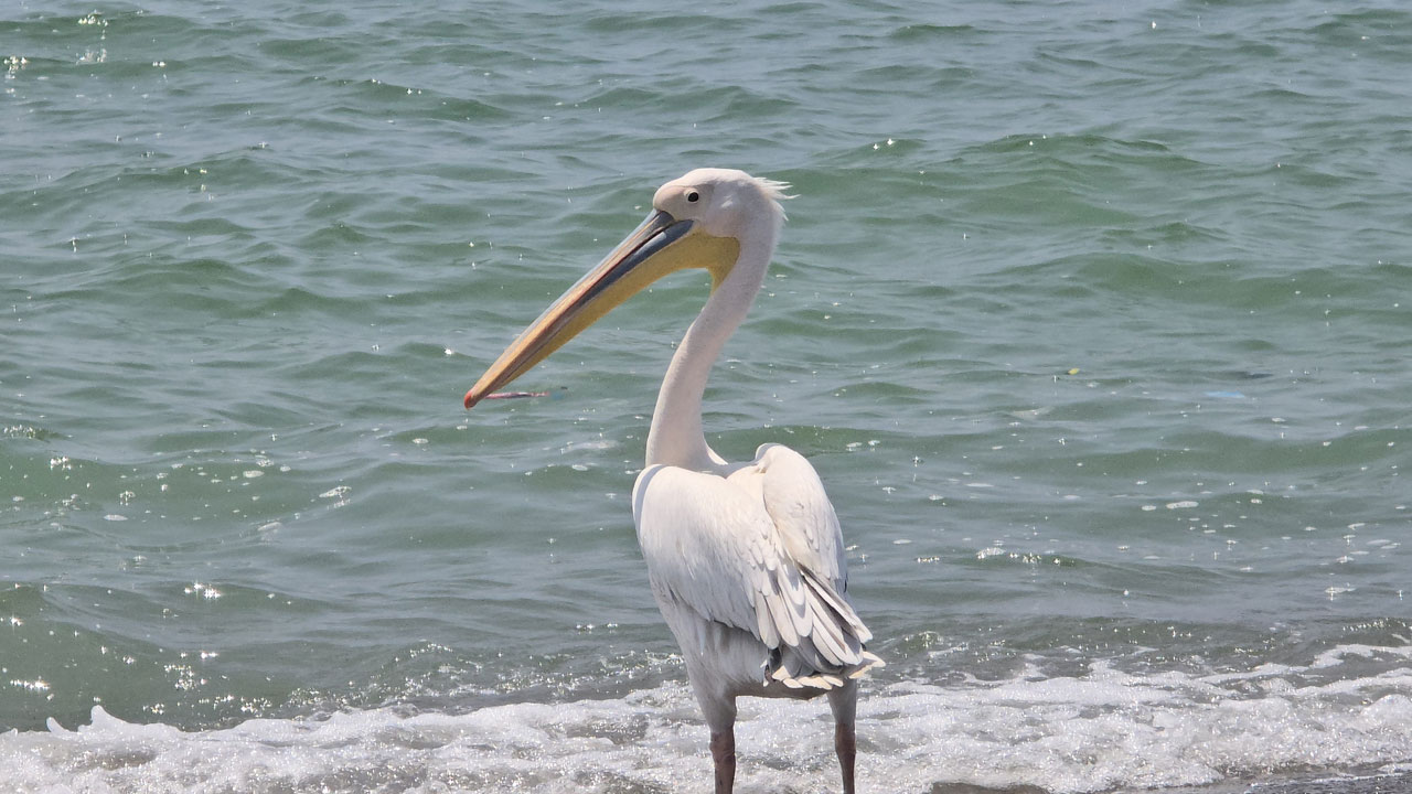 Foto - Samandağ’da yalnız ak pelikan görüldü! Göç rotasını şaşırdı