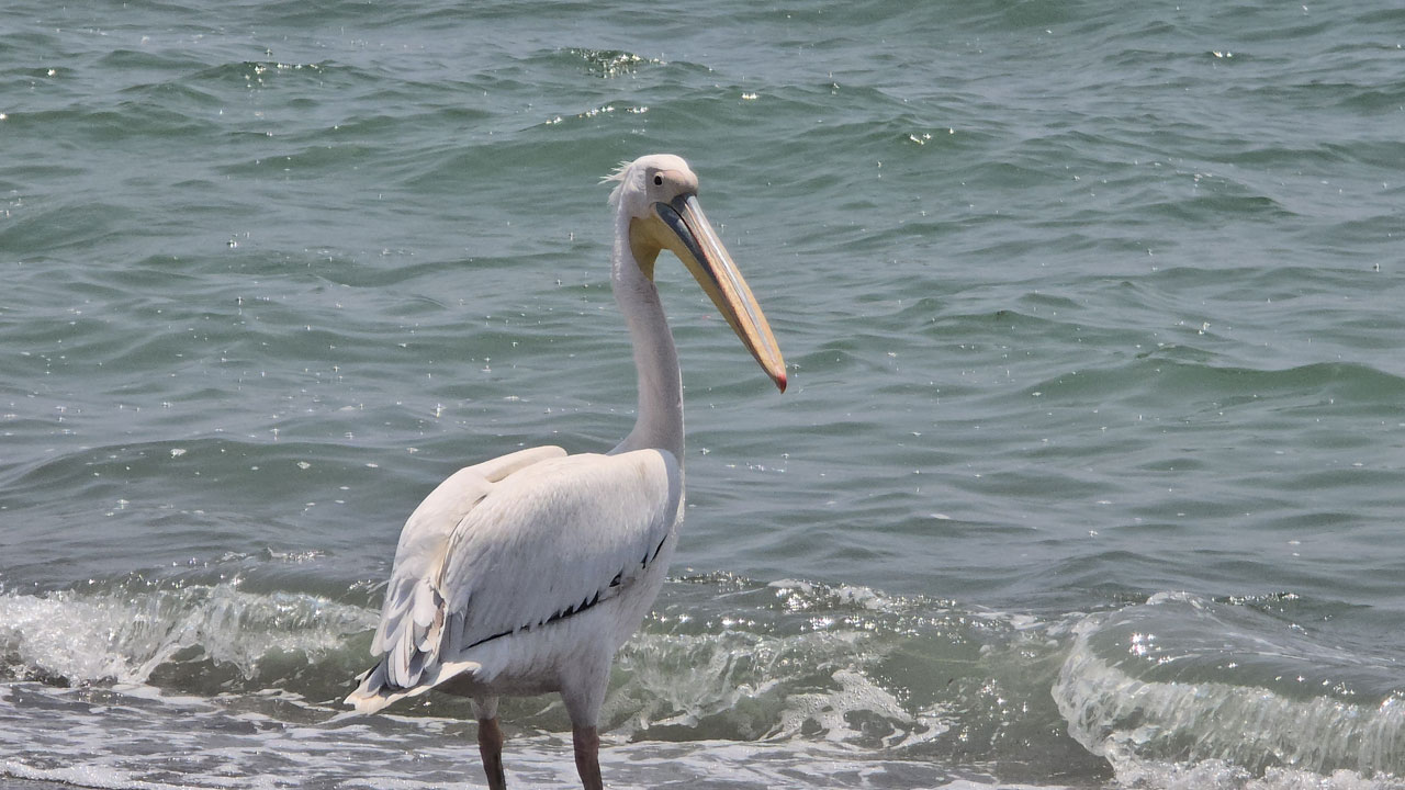 Foto - Samandağ’da yalnız ak pelikan görüldü! Göç rotasını şaşırdı