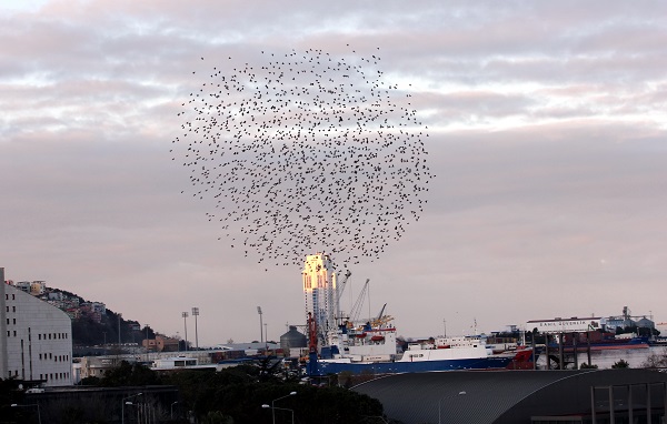 Foto - Samsun semalarında ilginç görüntü