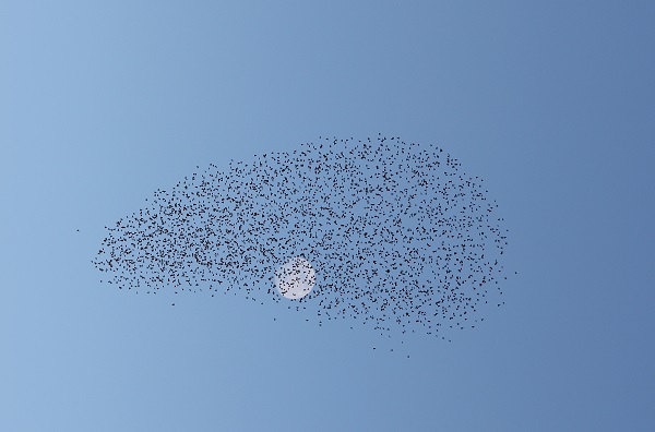 Foto - Samsun semalarında ilginç görüntü