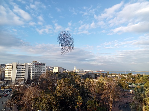 Foto - Samsun semalarında ilginç görüntü