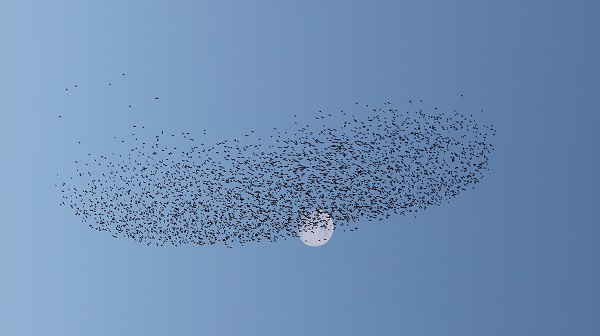 Foto - Samsun semalarında ilginç görüntü