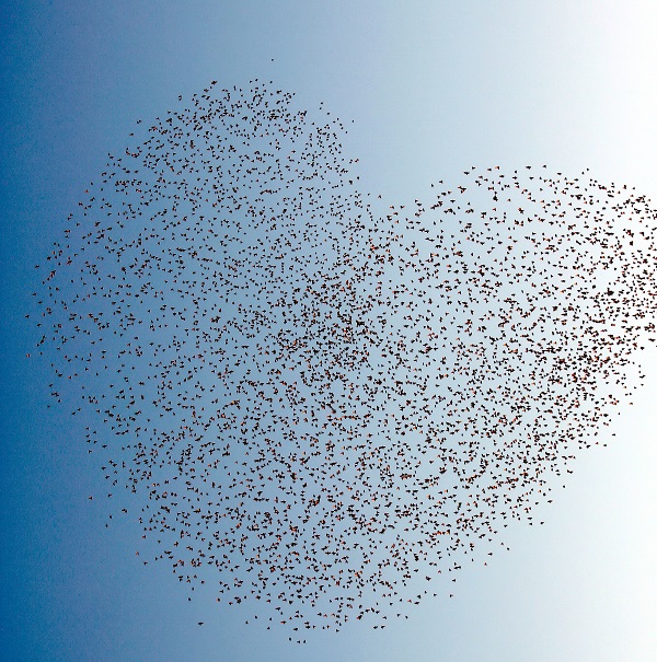 Samsun semalarında ilginç görüntü