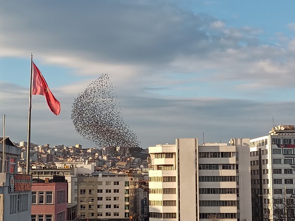 Foto - Samsun semalarında ilginç görüntü