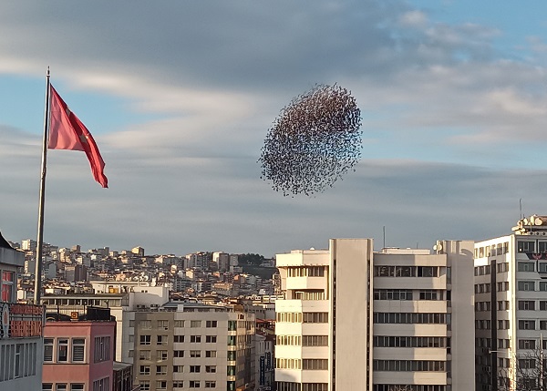 Foto - Samsun semalarında ilginç görüntü