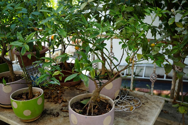 Foto - Samsun'da 'olmaz' denileni yaptı! Bu bahçede ne ararsanız var