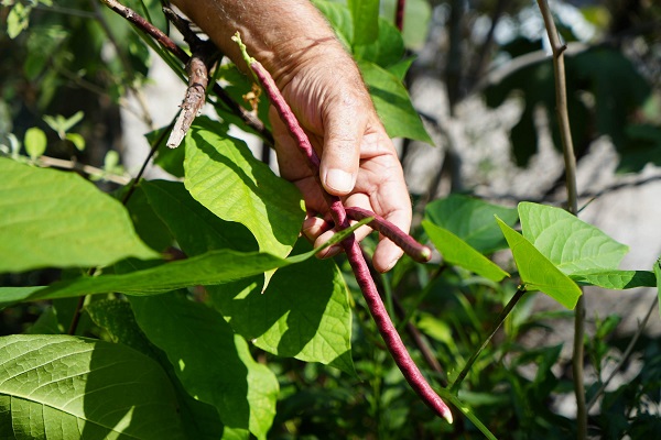 Foto - Samsun'da 'olmaz' denileni yaptı! Bu bahçede ne ararsanız var