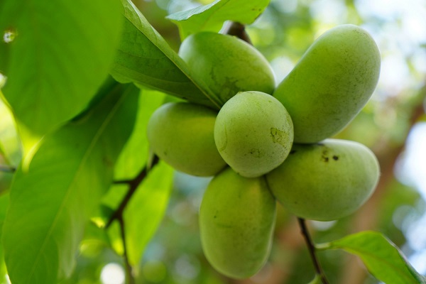 Foto - Samsun'da 'olmaz' denileni yaptı! Bu bahçede ne ararsanız var