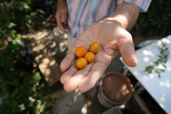 Foto - Samsun'da 'olmaz' denileni yaptı! Bu bahçede ne ararsanız var