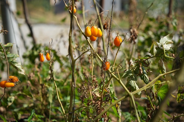 Foto - Samsun'da 'olmaz' denileni yaptı! Bu bahçede ne ararsanız var