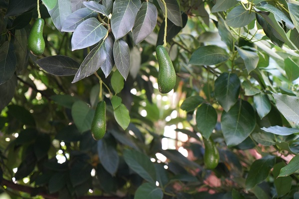 Foto - Samsun'da 'olmaz' denileni yaptı! Bu bahçede ne ararsanız var