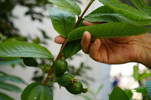 Foto - Samsun'da 'olmaz' denileni yaptı! Bu bahçede ne ararsanız var