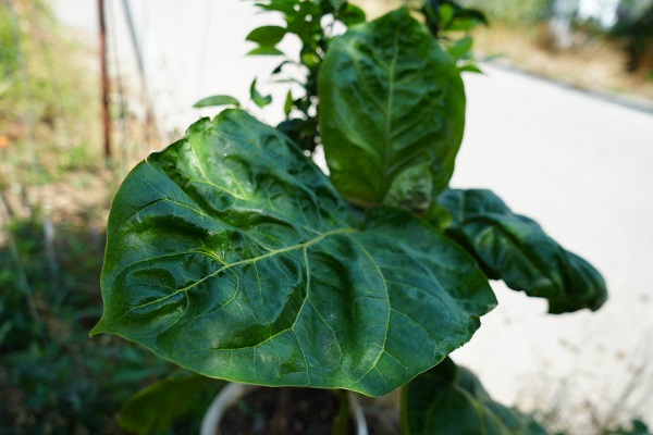 Foto - Samsun'da 'olmaz' denileni yaptı! Bu bahçede ne ararsanız var