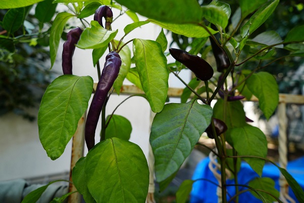 Foto - Samsun'da 'olmaz' denileni yaptı! Bu bahçede ne ararsanız var