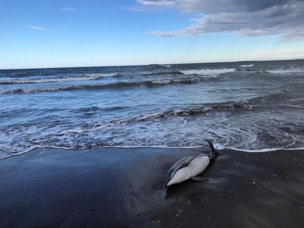 Foto - Samsun'da üzücü görüntü