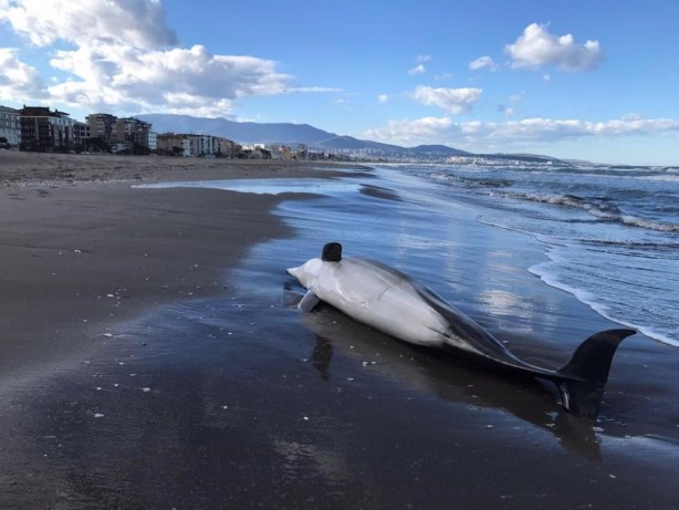 Samsun'da üzücü görüntü