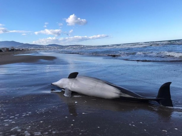 Foto - Samsun'da üzücü görüntü
