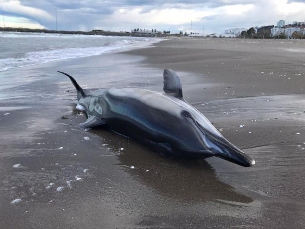 Foto - Samsun'da üzücü görüntü