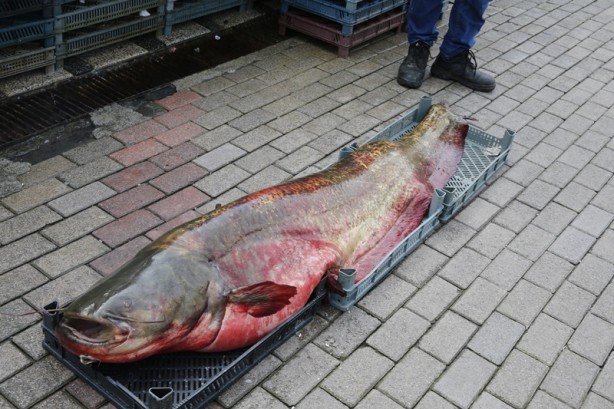 Foto - Samsun'da yakalandı!