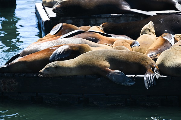Foto - San Francisco'da günlük yaşam