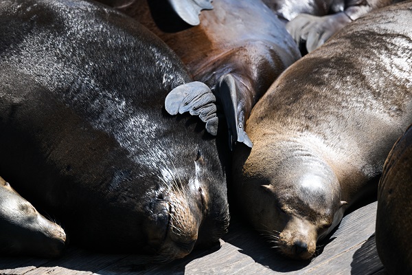 Foto - San Francisco'da günlük yaşam