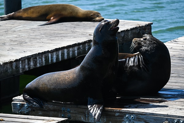 Foto - San Francisco'da günlük yaşam