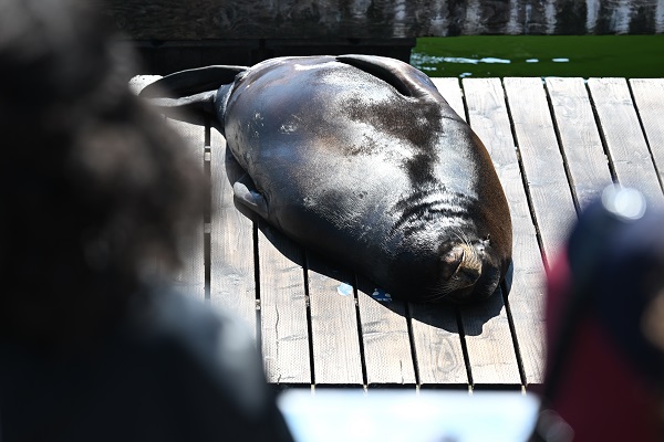 Foto - San Francisco'da günlük yaşam