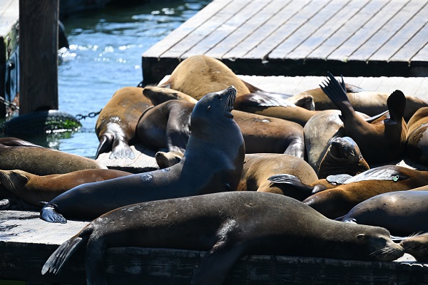Foto - San Francisco'da günlük yaşam