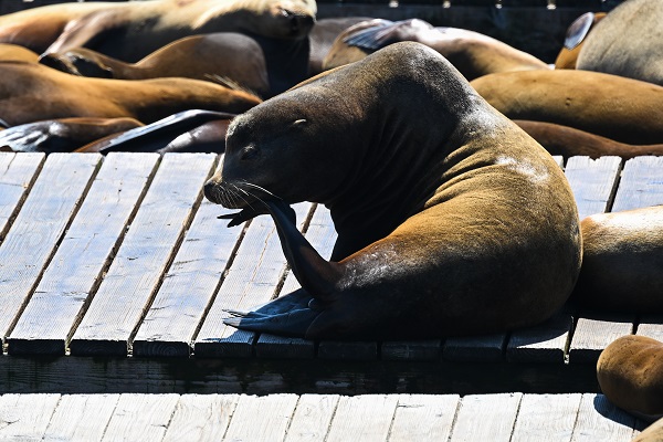 Foto - San Francisco'da günlük yaşam