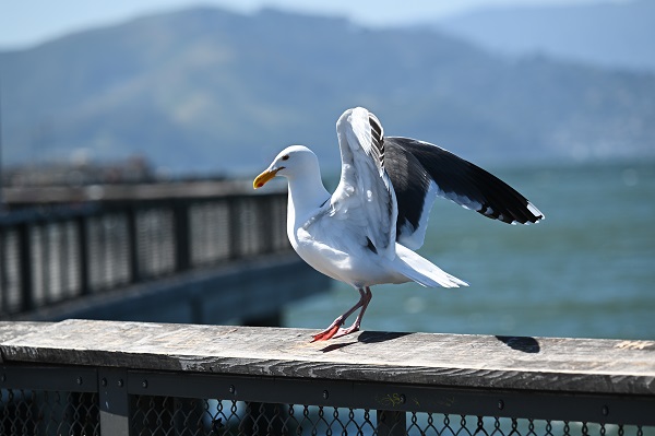 Foto - San Francisco'da günlük yaşam