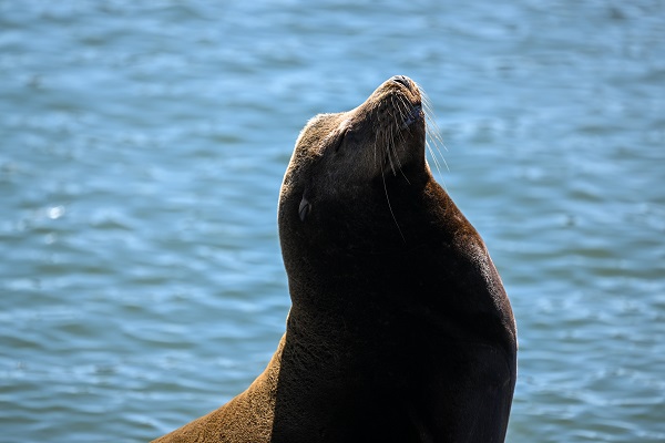 Foto - San Francisco'da günlük yaşam