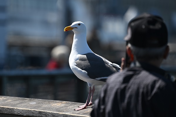 Foto - San Francisco'da günlük yaşam