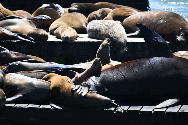 Foto - San Francisco'da günlük yaşam
