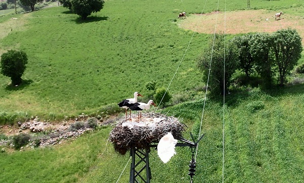 Foto - Sanki karayolu değil leylek köyü