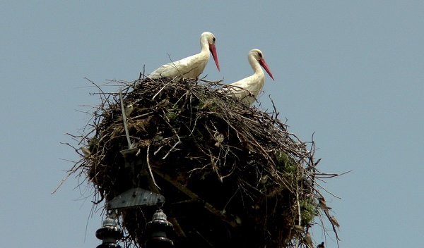 Foto - Sanki karayolu değil leylek köyü