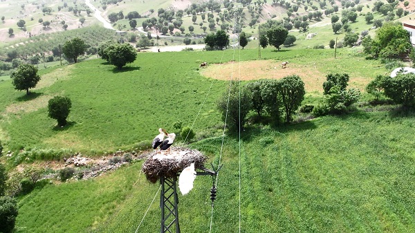 Foto - Sanki karayolu değil leylek köyü
