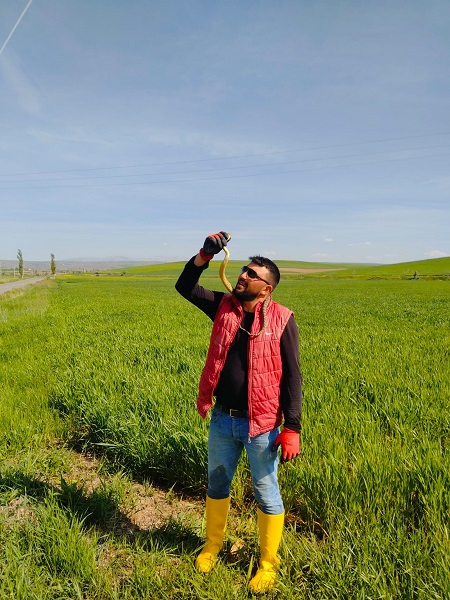 Foto - Sanki yılanla değil kedi yavrusuyla oynuyor