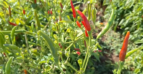 Foto - Şanlıurfa'da ilk kez ekildi! Hasat yüz güldürdü