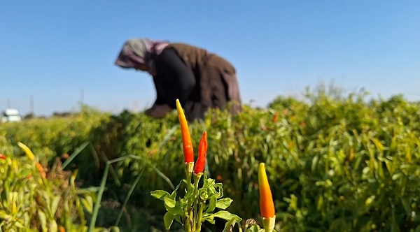Foto - Şanlıurfa'da ilk kez ekildi! Hasat yüz güldürdü