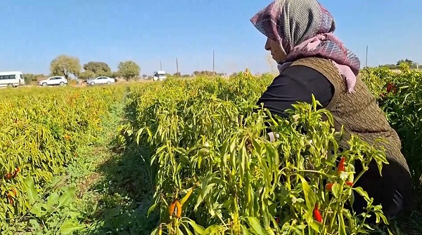 Foto - Şanlıurfa'da ilk kez ekildi! Hasat yüz güldürdü